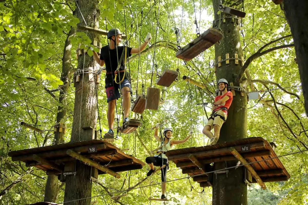 An elevated adventure course integrated into a mature forest